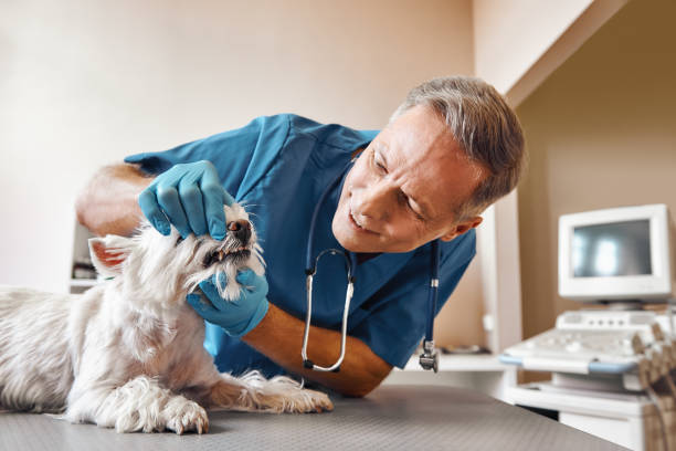 Best Tooth Pain Emergency Relief  in Templeton, CA